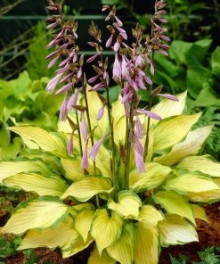 Roots Plants Hosta 'Lady Guinevere'