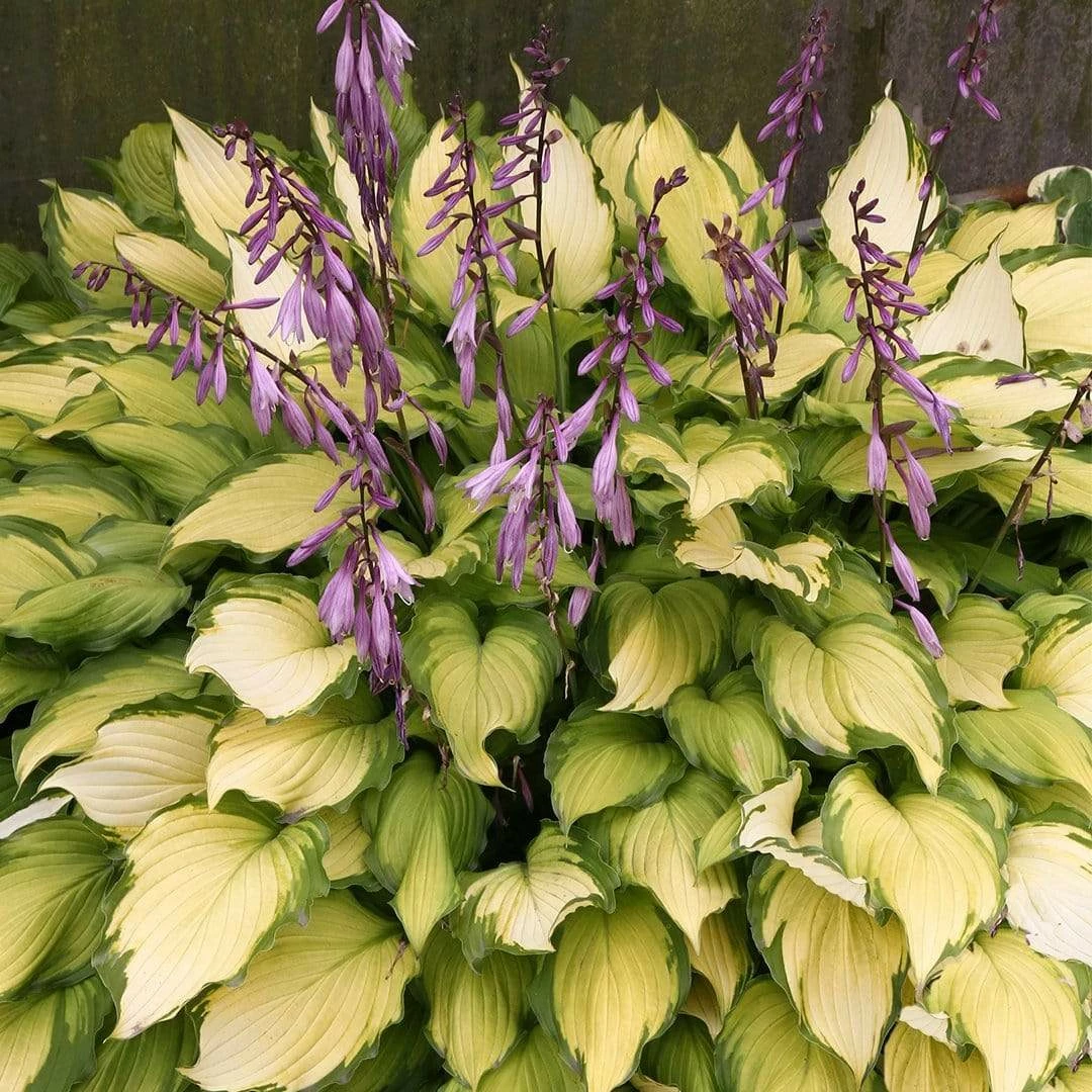 Roots Plants Hosta 'Lady Guinevere' 4 Roots Plants Hosta 'Lady Guinevere'