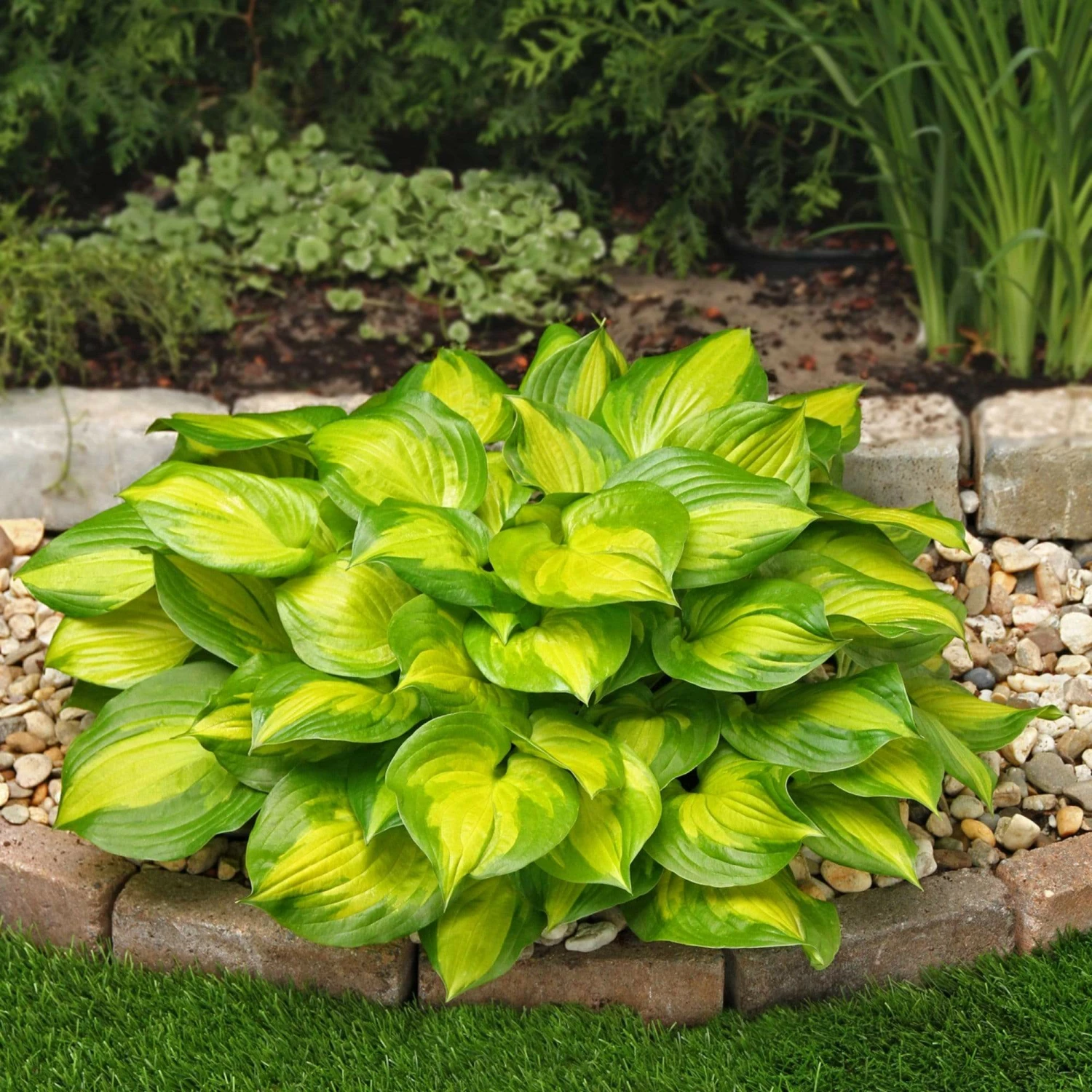 Roots Plants Perennials Hosta Collection | 6 X 1L Pots 5 Roots Plants Perennials Hosta Collection | 6 X 1L Pots