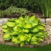 Roots Plants Hosta 'Lakeside Banana Bay' | 1L Pot Perennials 2 Roots Plants Hosta 'Lakeside Banana Bay' | 1L Pot Perennials