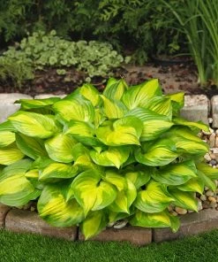 Roots Plants Hosta 'Lakeside Banana Bay' | 1L Pot Perennials