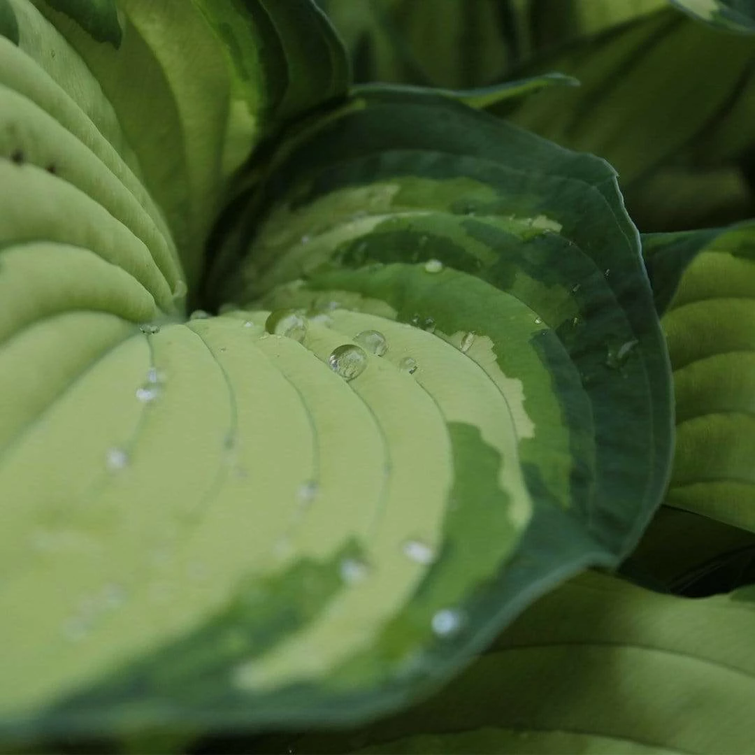 Roots Plants Hosta 'Lakeside Banana Bay' | 1L Pot Perennials 4 Roots Plants Hosta 'Lakeside Banana Bay' | 1L Pot Perennials