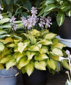 Roots Plants Hosta 'Lakeside Banana Bay' | 1L Pot Perennials 7 Roots Plants Hosta 'Lakeside Banana Bay' | 1L Pot Perennials