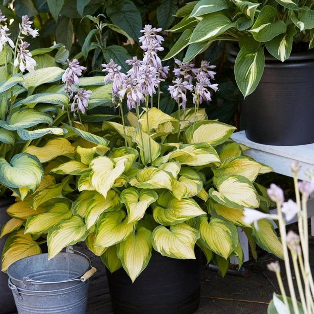 Roots Plants Hosta 'Lakeside Banana Bay' | 1L Pot Perennials 5 Roots Plants Hosta 'Lakeside Banana Bay' | 1L Pot Perennials