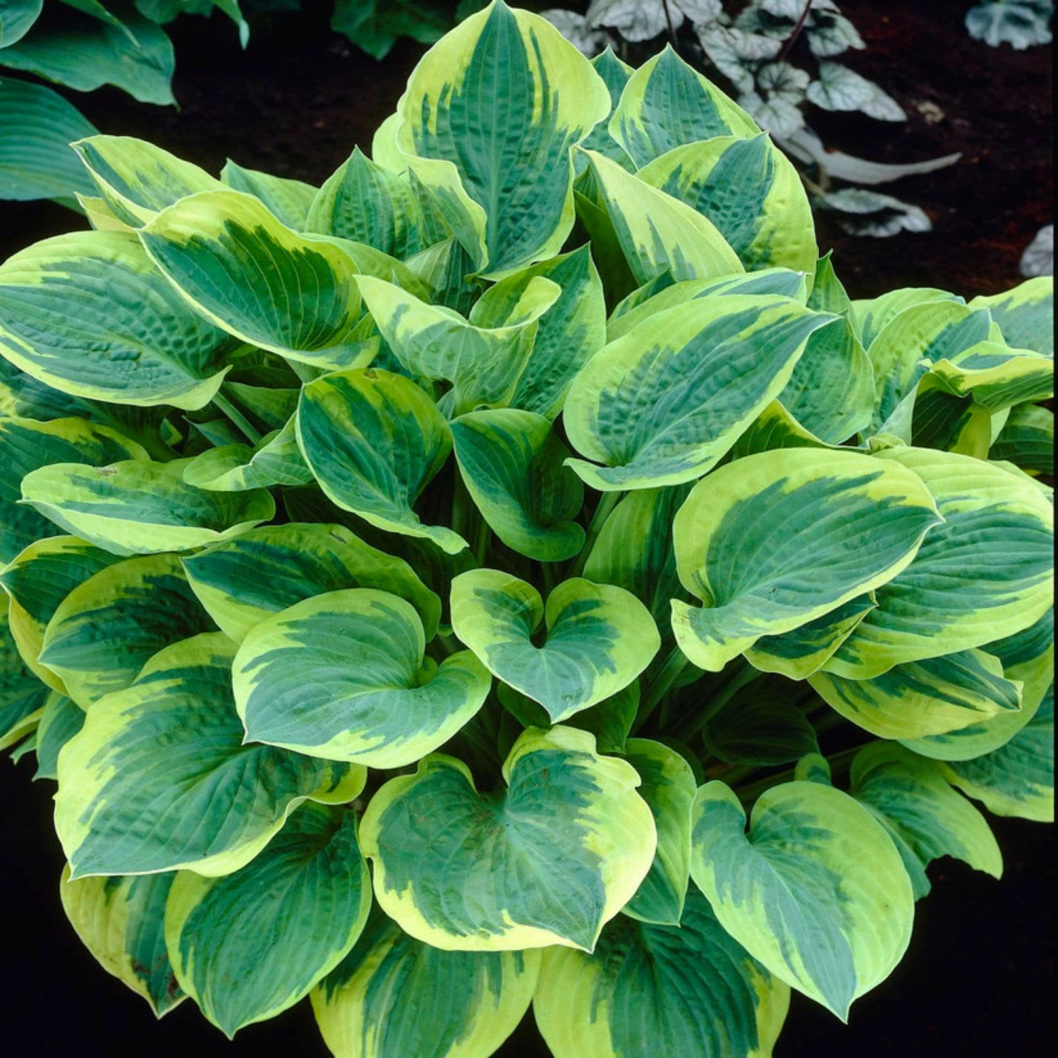 Roots Plants Perennials Hosta Collection | 6 X 1L Pots 6 Roots Plants Perennials Hosta Collection | 6 X 1L Pots