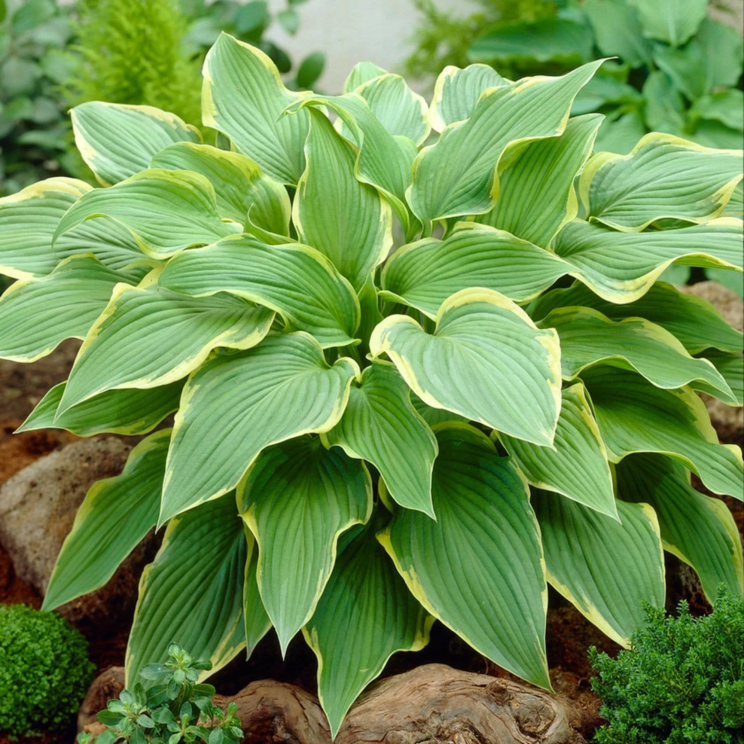 Roots Plants Hosta 'Wide Brim' | 1L Pot Perennials 4 Roots Plants Hosta 'Wide Brim' | 1L Pot Perennials