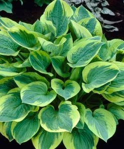 Roots Plants Hosta 'Wide Brim' | 1L Pot Perennials 7 Roots Plants Hosta 'Wide Brim' | 1L Pot Perennials