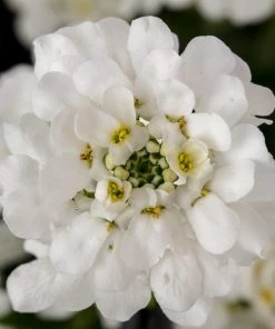 Roots Plants Iberis 'Snowsurfer Forte' | 10.5cm Pot Perennials