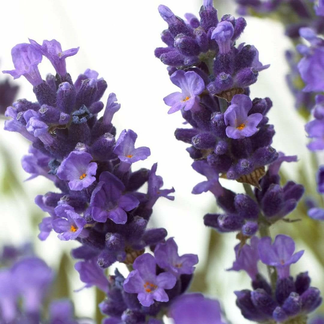 Roots Plants Perennials Lavender Collection | 4 X 2L Pots 5 Roots Plants Perennials Lavender Collection | 4 X 2L Pots