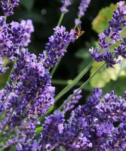 Roots Plants Perennials Lavender 'Hidcote Improved'