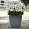 Roots Plants Leucanthemum 'Madonna' | Shasta Daisy