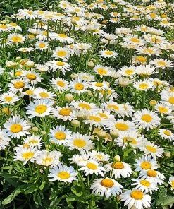 Roots Plants Mixed Flowering Perennial Plants | Extra Value Pack Perennials