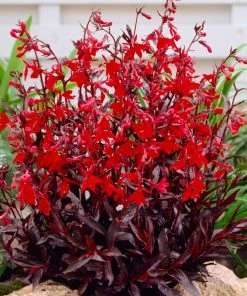 Roots Plants Lobelia 'Queen Victoria' Perennials 7 Roots Plants Lobelia 'Queen Victoria' Perennials