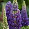 Roots Plants Lupin Legendary 'Shades Of Blue' Perennials 1 Roots Plants Lupin Legendary 'Shades Of Blue' Perennials
