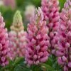 Roots Plants Lupin Legendary 'Shades Of Pink' | 1L Pot
