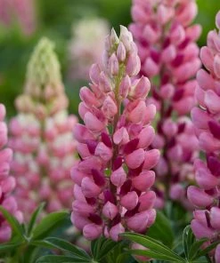 Roots Plants Lupin Legendary 'Shades Of Pink' | 1L Pot