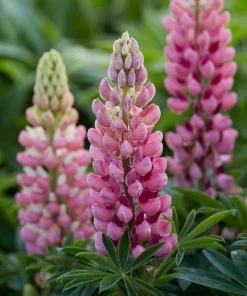 Roots Plants Lupin Legendary 'Shades Of Pink' | 1L Pot