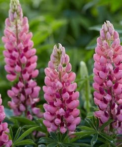 Roots Plants Lupin Legendary 'Shades Of Pink' | 1L Pot 7 Roots Plants Lupin Legendary 'Shades Of Pink' | 1L Pot