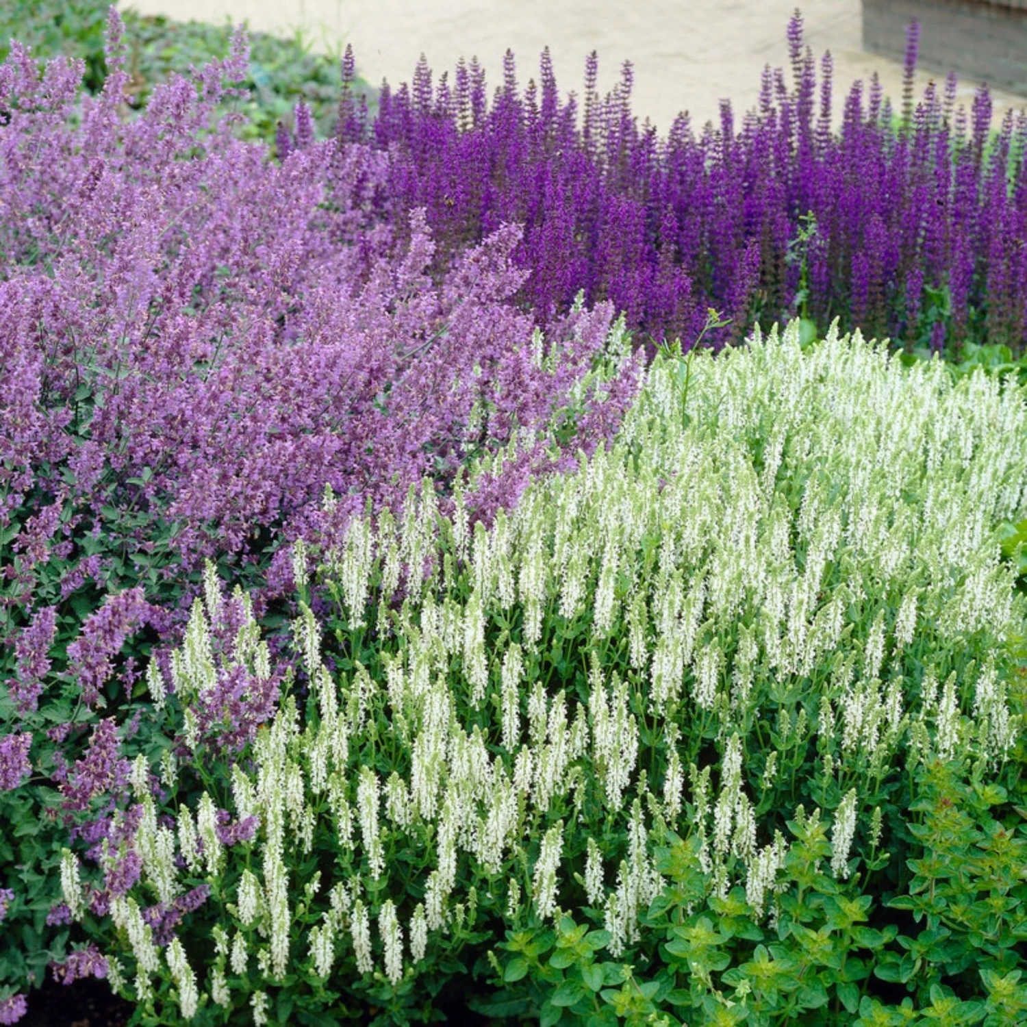 Roots Plants Catmint 'Faassenii' | Nepeta | 10.5cm Pot 5 Roots Plants Catmint 'Faassenii' | Nepeta | 10.5cm Pot