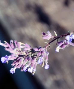 Roots Plants Perennials Catmint 'Purrsian Blue' | Nepeta