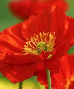 Roots Plants Perennials Red Yellow & Orange Perennial Plants Collection | Summer Flame Collection