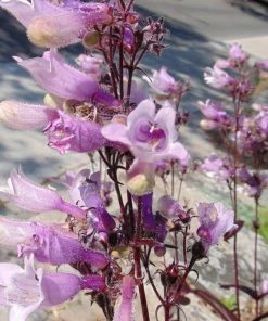 Roots Plants Perennials Penstemon'Dark Towers' | 1L Pot