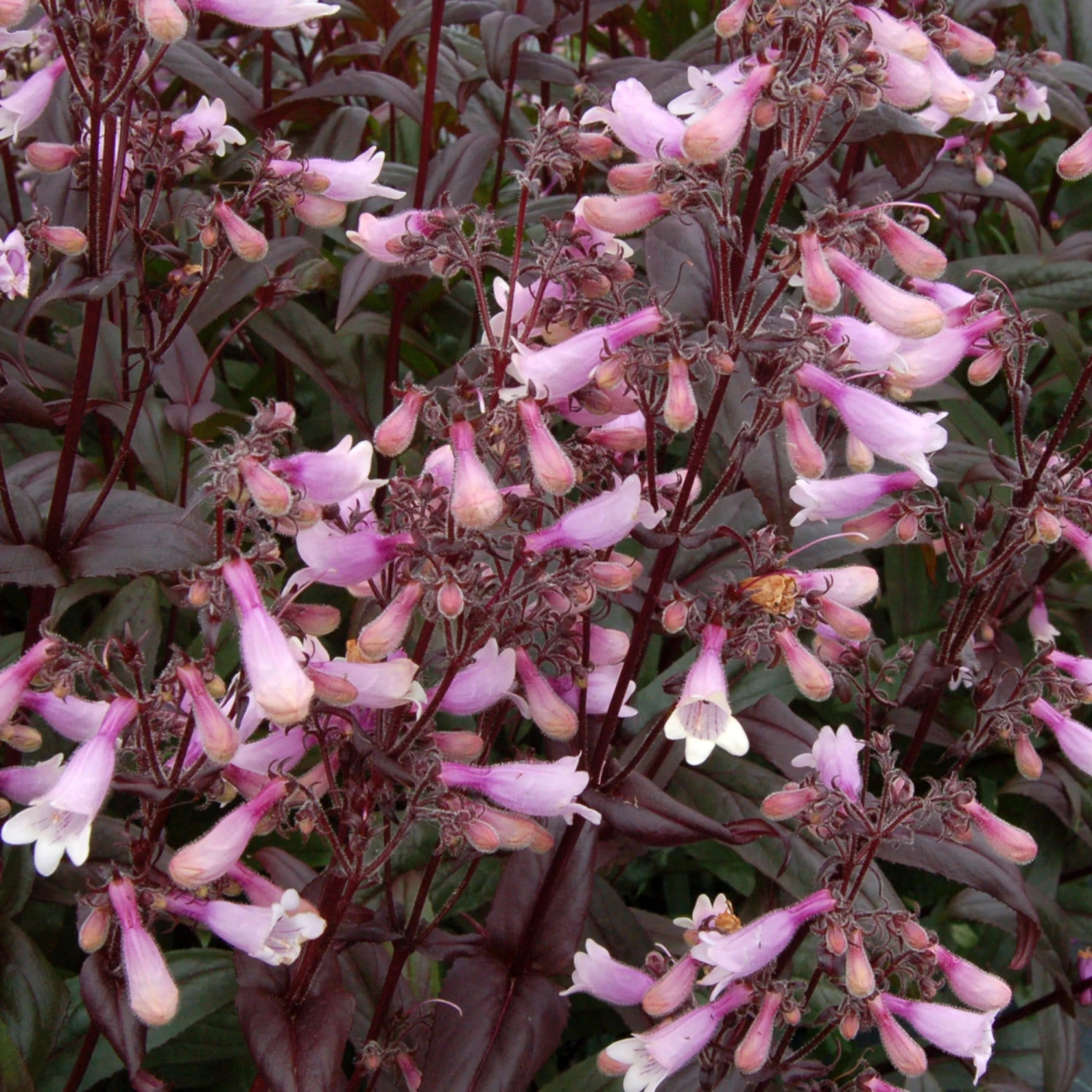 Roots Plants Perennials Penstemon 'Dark Towers' | 1L Pot 4 Roots Plants Perennials Penstemon 'Dark Towers' | 1L Pot