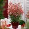 Roots Plants Perennials Penstemon Pristine Scarlet 10.5cm 1 Roots Plants Perennials Penstemon Pristine Scarlet 10.5cm