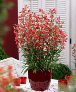 Roots Plants Perennials Penstemon Pristine Scarlet 10.5cm