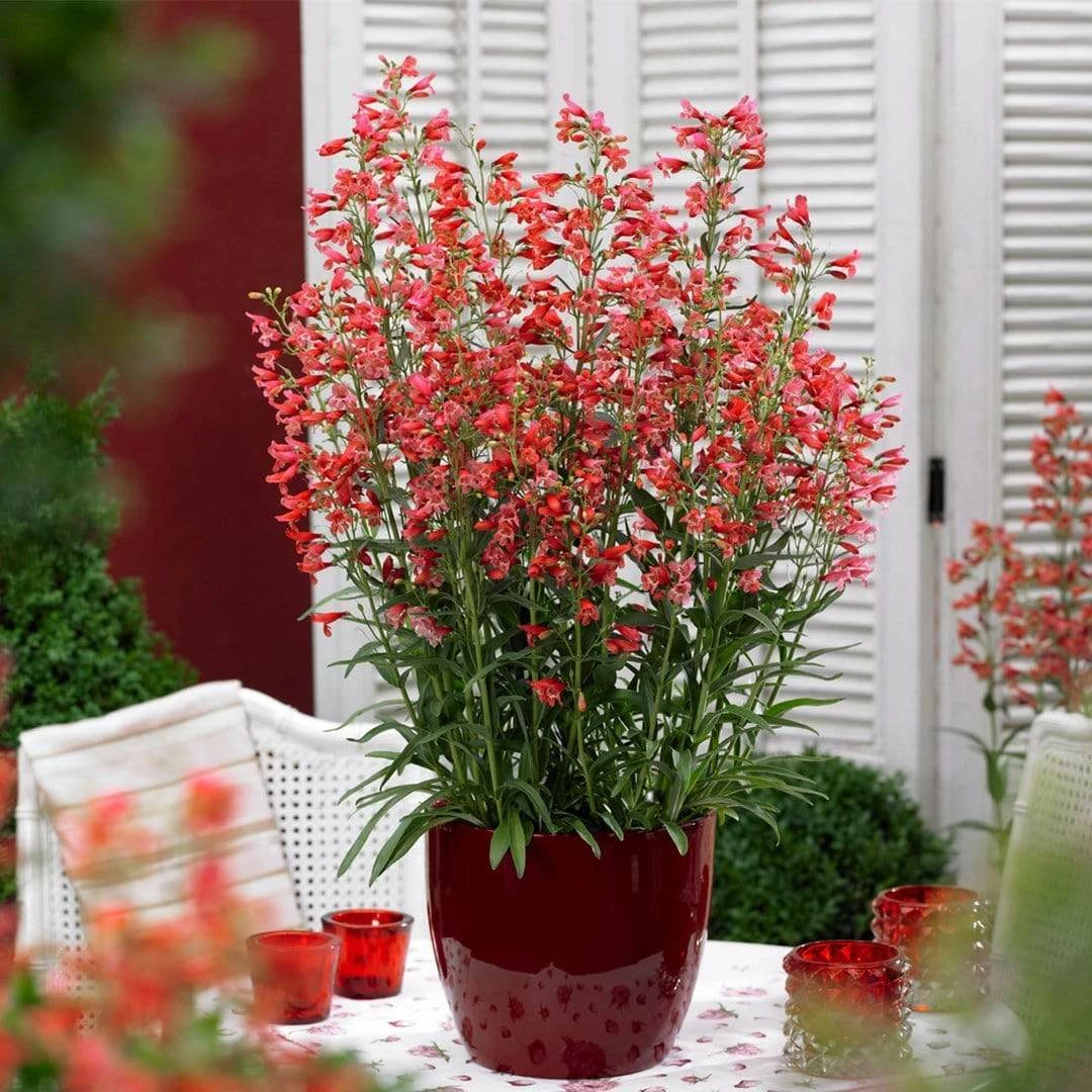 Roots Plants Perennials Penstemon Pristine Scarlet 10.5cm 3 Roots Plants Perennials Penstemon Pristine Scarlet 10.5cm
