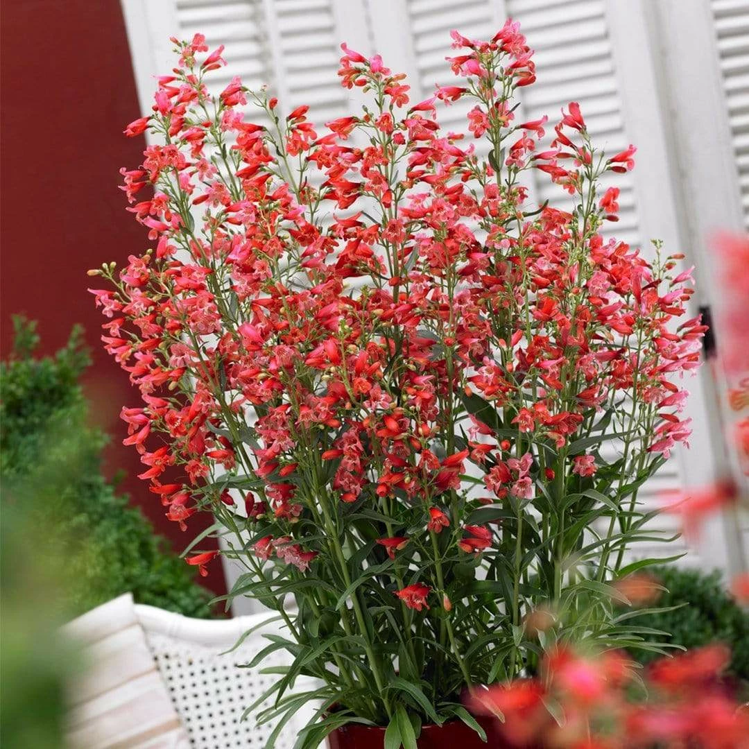Roots Plants Perennials Penstemon Pristine Scarlet 10.5cm 4 Roots Plants Perennials Penstemon Pristine Scarlet 10.5cm