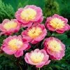 Roots Plants Peony 'Bowl Of Beauty' | 3L Pot Perennials 1 Roots Plants Peony 'Bowl Of Beauty' | 3L Pot Perennials