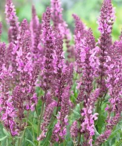 Roots Plants Perennials Salvia 'Fashionista Pretty In Pink' | 10.5cm Pot