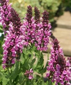 Roots Plants Mixed Flowering Perennial Plants | Extra Value Pack Perennials