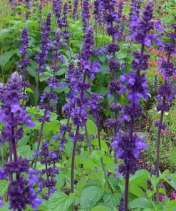 Roots Plants Salvia 'Salvatore Blue' | 10.5cm Pot Perennials