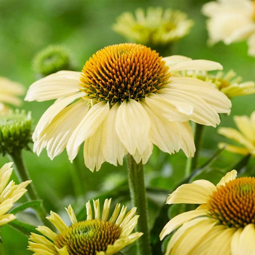 Roots Plants Echinacea 'Sombrero Lemon Yellow' Perennials 3 Roots Plants Echinacea 'Sombrero Lemon Yellow' Perennials