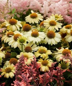 Roots Plants Echinacea 'Sombrero Lemon Yellow' Perennials 7 Roots Plants Echinacea 'Sombrero Lemon Yellow' Perennials