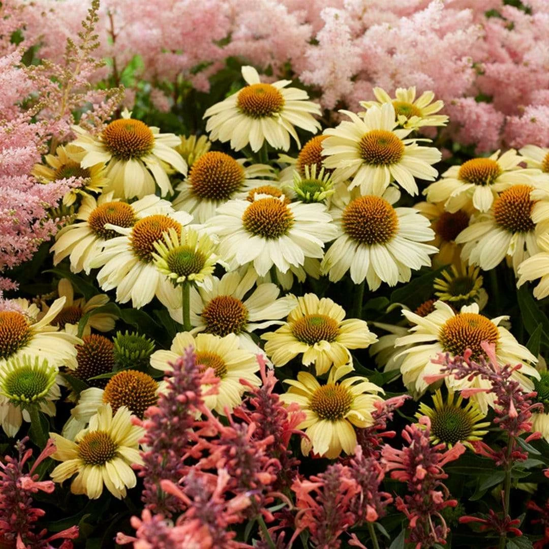 Roots Plants Echinacea 'Sombrero Lemon Yellow' Perennials 5 Roots Plants Echinacea 'Sombrero Lemon Yellow' Perennials