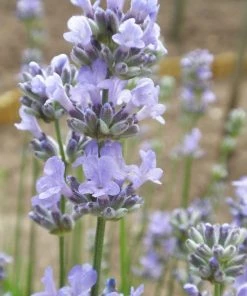 Roots Plants Lavender 'Munstead' Perennials