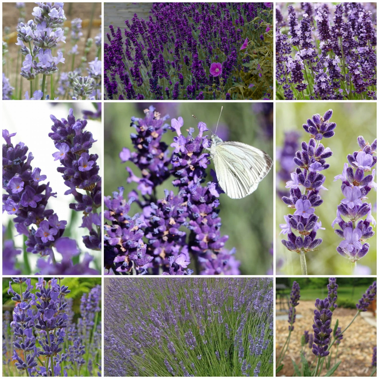 Roots Plants Perennials Lavender Collection | 4 X 2L Pots 3 Roots Plants Perennials Lavender Collection | 4 X 2L Pots