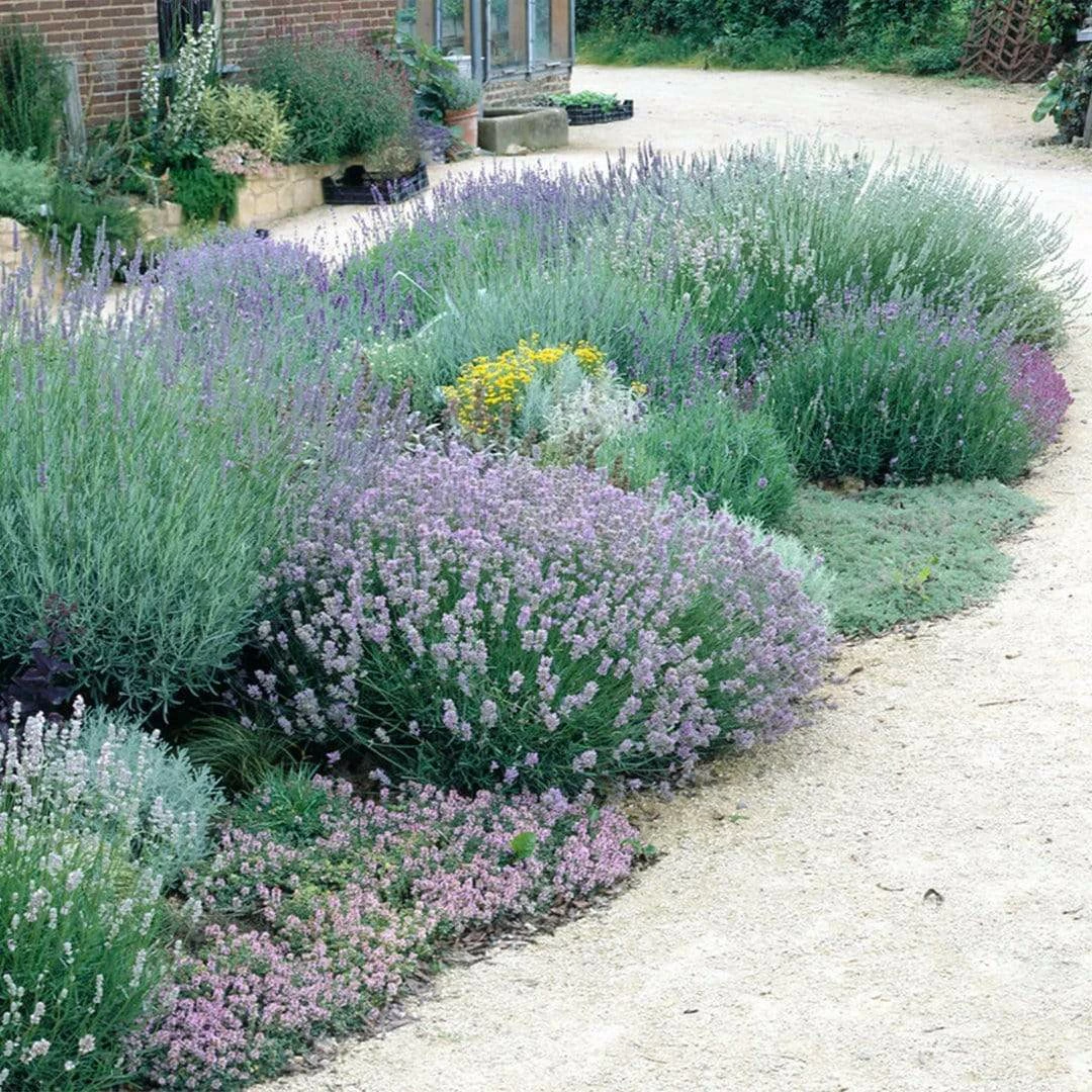 Roots Plants Perennials Lavender Collection | 4 X 2L Pots 4 Roots Plants Perennials Lavender Collection | 4 X 2L Pots