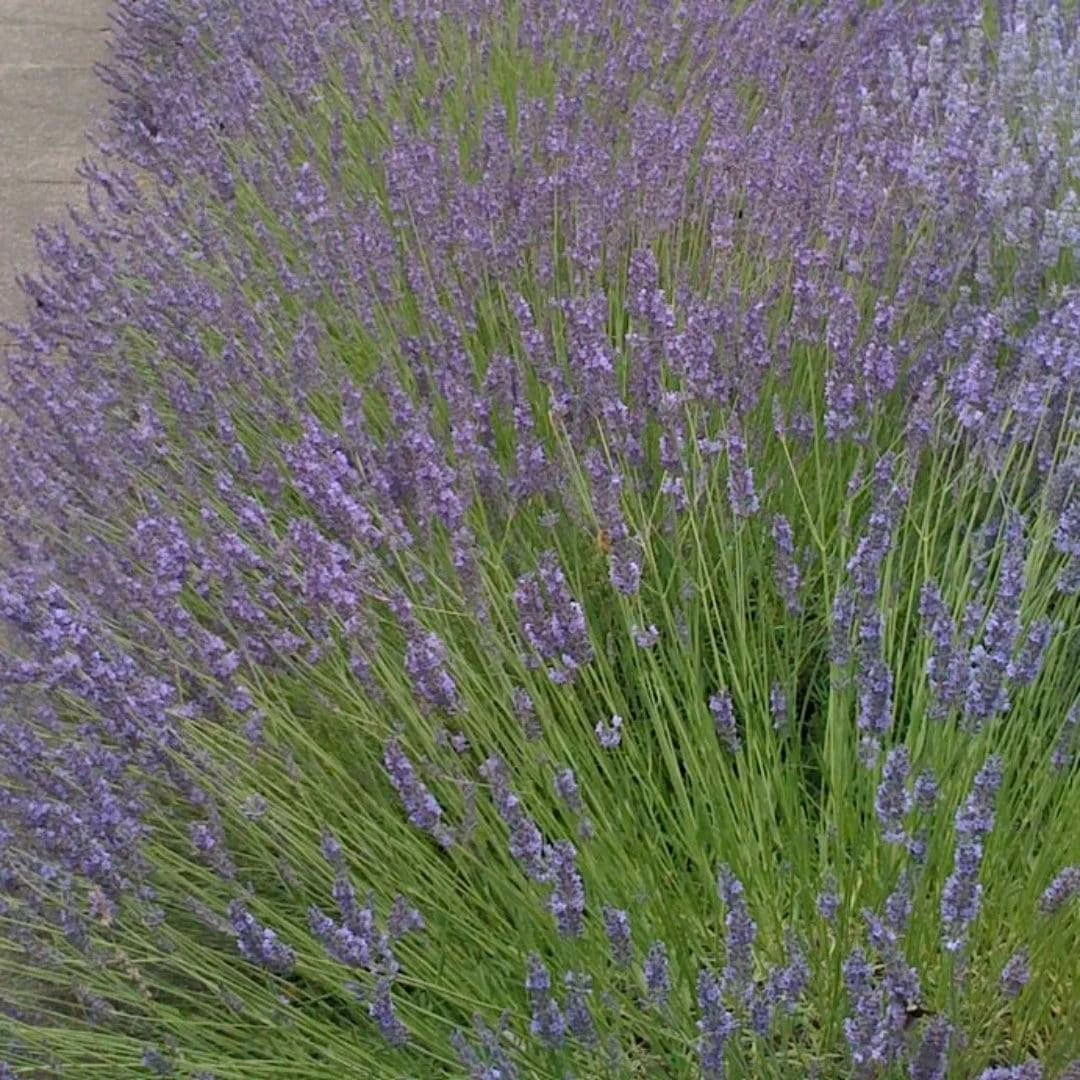 Roots Plants Perennials Lavender Collection | 4 X 2L Pots 7 Roots Plants Perennials Lavender Collection | 4 X 2L Pots
