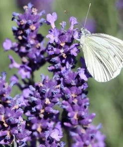 Roots Plants 15 Lavender 'Grosso' | Plug Plants Perennials