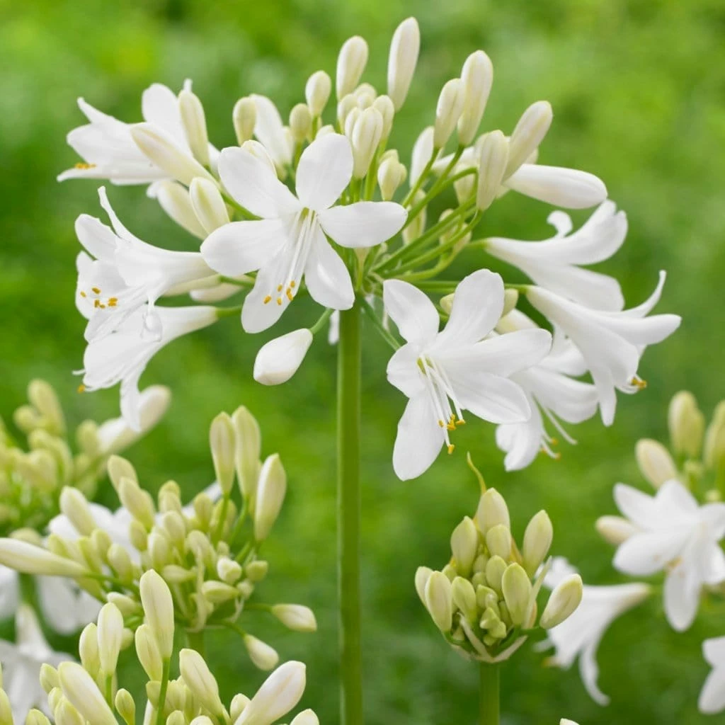 Roots Plants Agapanthus 'Ever White' 3L Pot Perennials 3 Roots Plants Agapanthus 'Ever White' 3L Pot Perennials