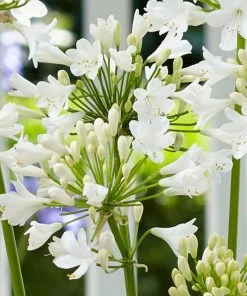 Roots Plants Agapanthus 'Ever White' 3L Pot Perennials