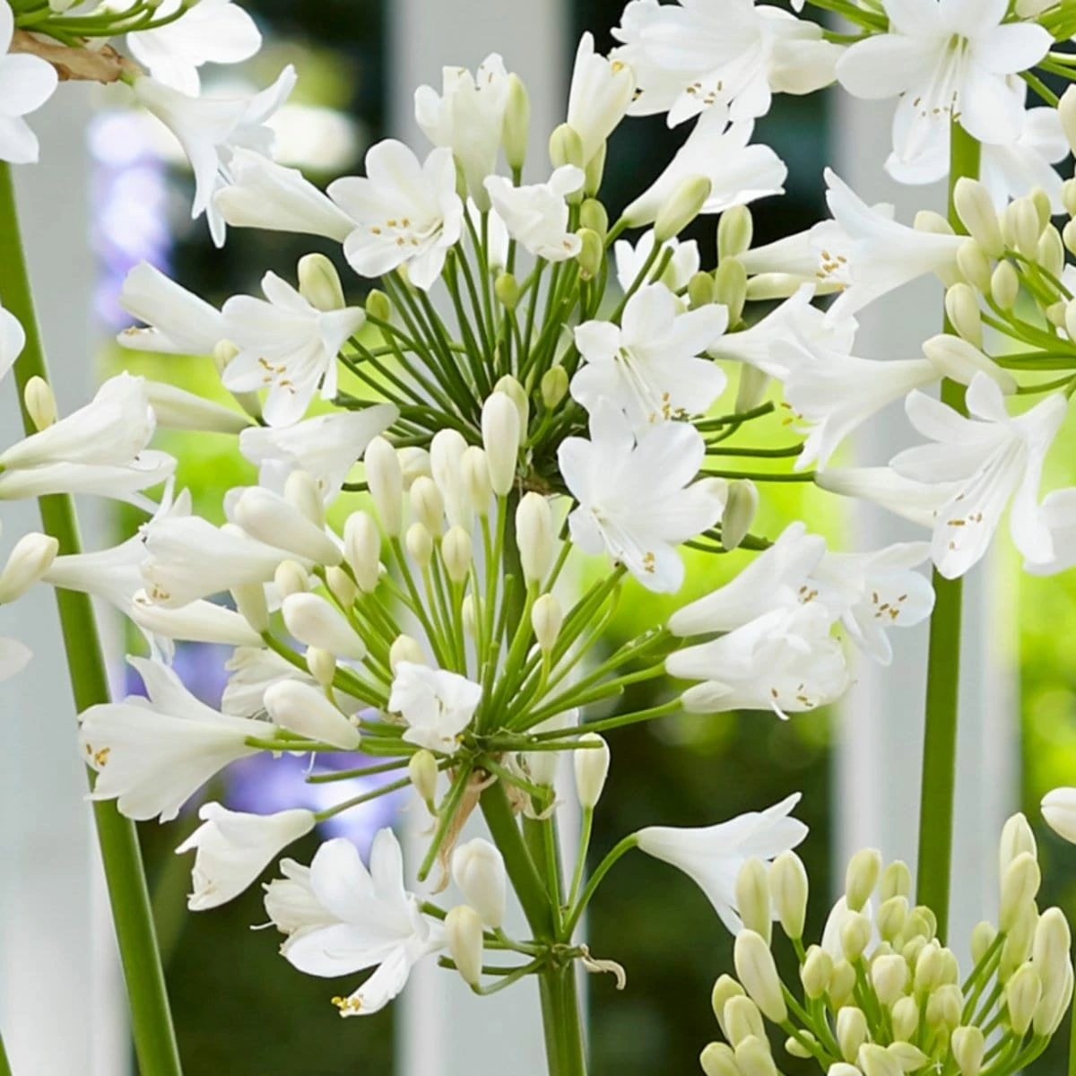 Roots Plants Agapanthus 'Ever White' 3L Pot Perennials 4 Roots Plants Agapanthus 'Ever White' 3L Pot Perennials