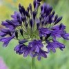 Roots Plants Perennials Agapanthus 'Royal Velvet' 3L Pot 1 Roots Plants Perennials Agapanthus 'Royal Velvet' 3L Pot