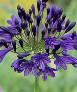 Roots Plants Perennials Agapanthus'Royal Velvet' 3L Pot
