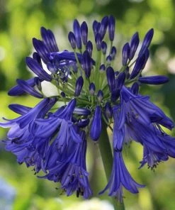 Roots Plants Perennials Agapanthus 'Royal Velvet' 3L Pot