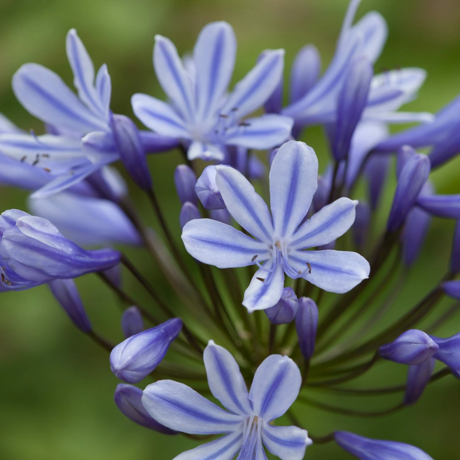 Roots Plants Perennials Agapanthus 'Sweet Surprise' 3L Pot 3 Roots Plants Perennials Agapanthus 'Sweet Surprise' 3L Pot